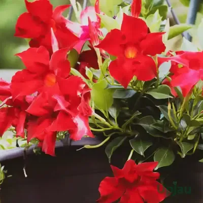 Buy Mandevilla Climber Plant 2