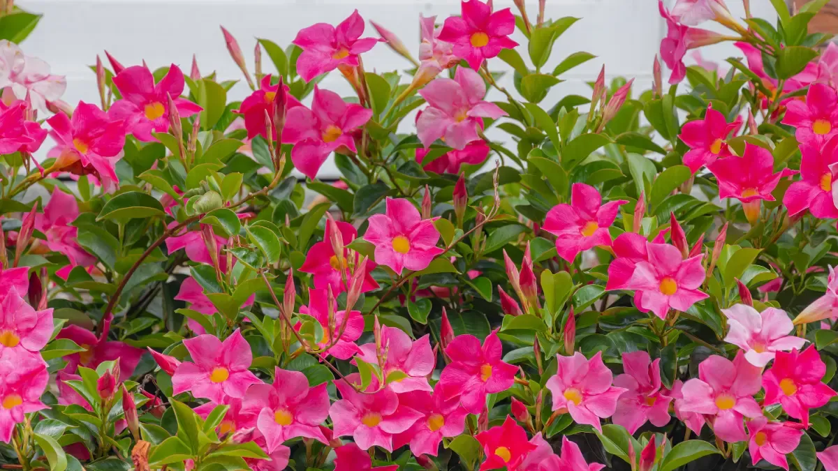 Buy Mandevilla Climber Plant (3)