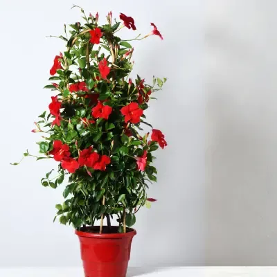 Buy Mandevilla Climber Plant