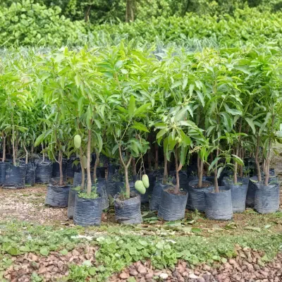 Grafted Mango Plant