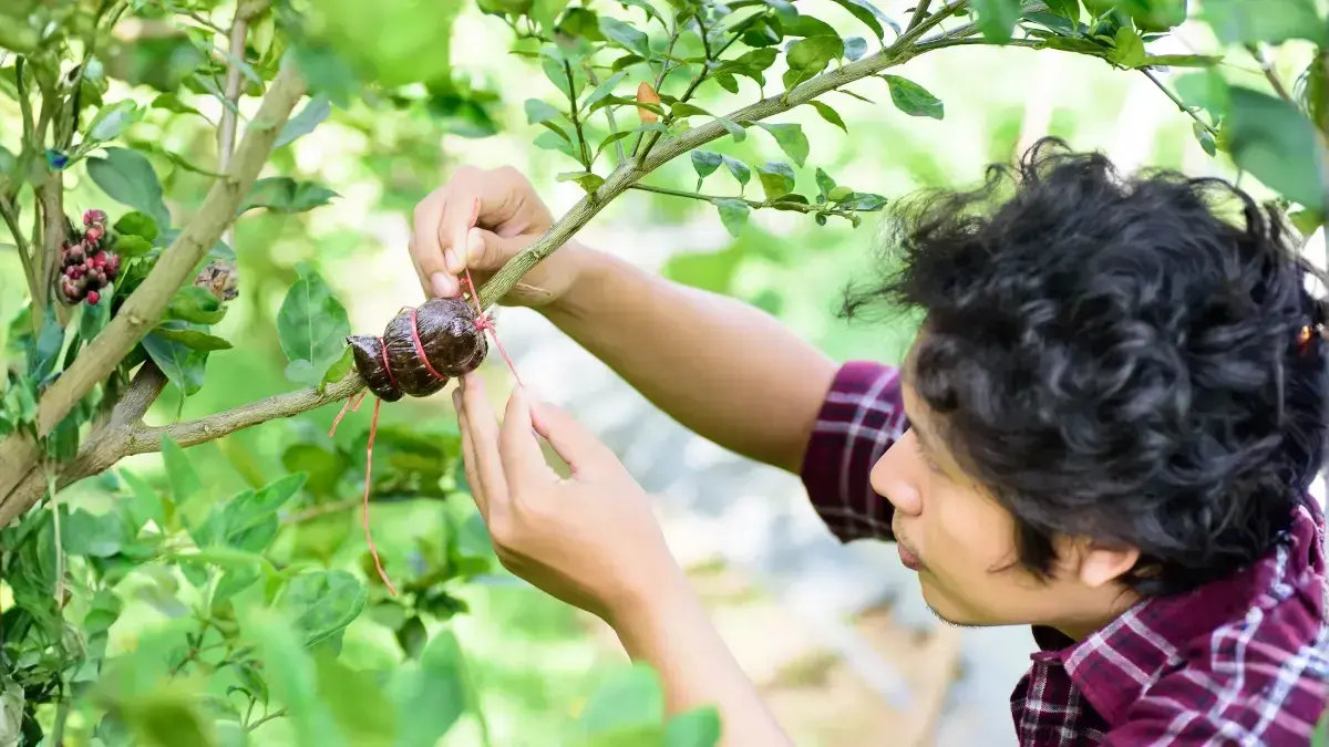 Grafted-vs.-Seed-Grown-Fruit-Plants-Which-Should-You-Buy