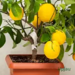 Kolkata Pati Lemon