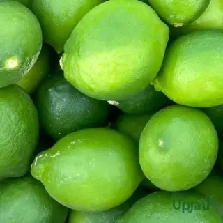 Kolkata Pati Lemon plant