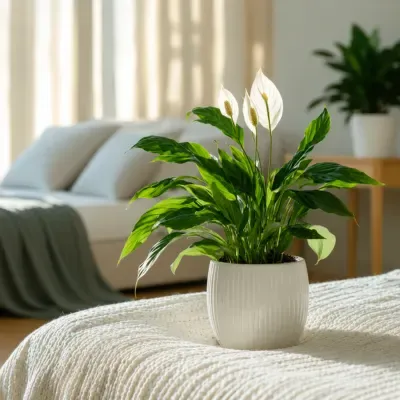 Peace Lily 1