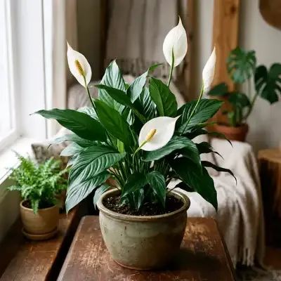 Peace Lily 2