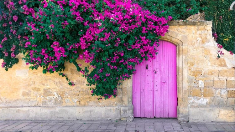 best-flowering-climber-plants-india