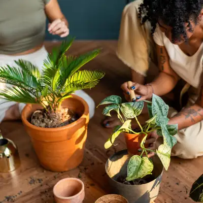 best indoor plants for beginners