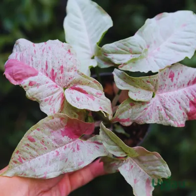 best syngonium for home decor