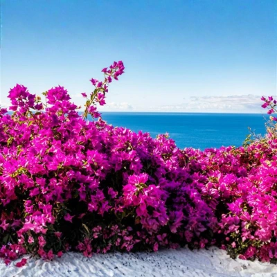bougainvillea climber plant india