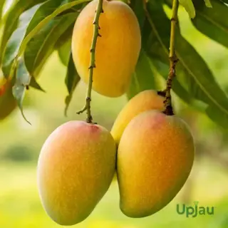 chausa mango
