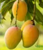 chausa mango