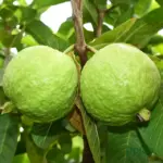 Allahabadi safeda Amrud/ Guava
