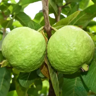 gauva allahabadi safeda