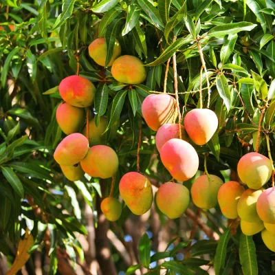 grafted mango seedling