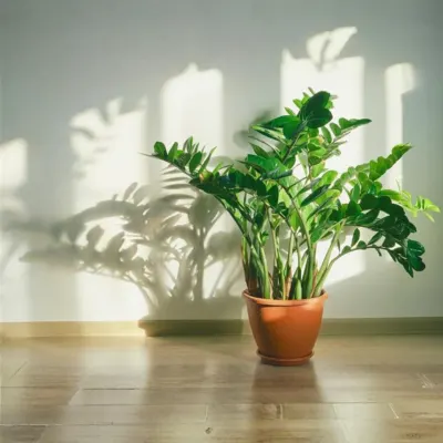 green zz plant zamioculcas zamiifolia 1