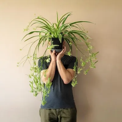 healthy spider plant indoor