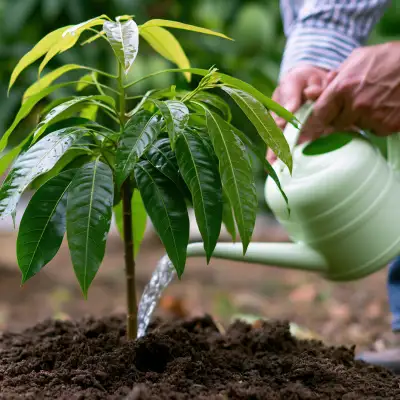 mango seedling planting