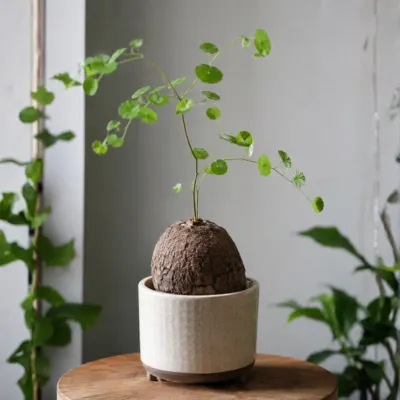 stephania erecta plant