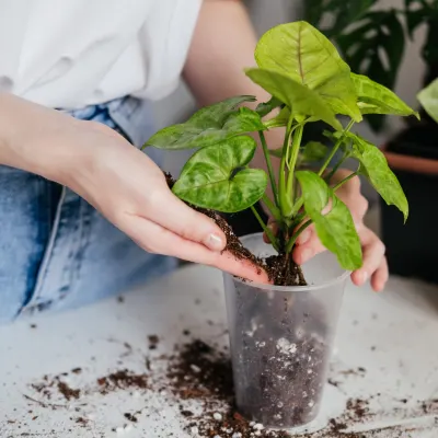 what is syngonium plant