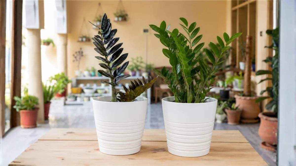 zz-plant-varieties-india