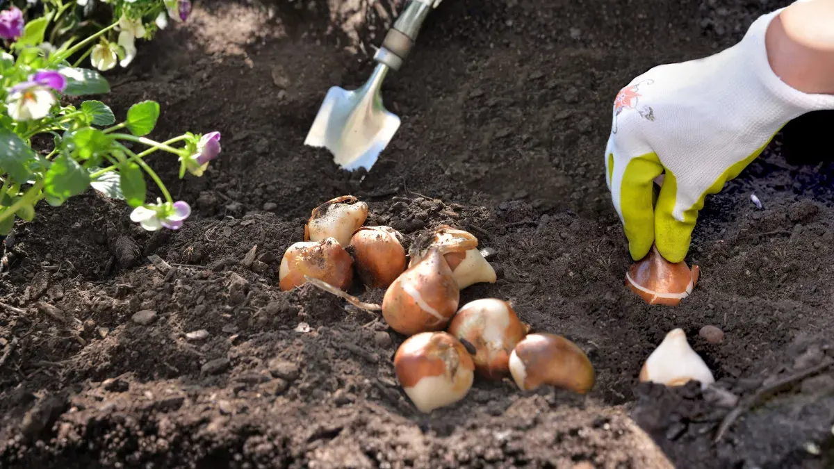 12 Best Flower Bulbs to Plant in Winter for a Colorful Spring Garden