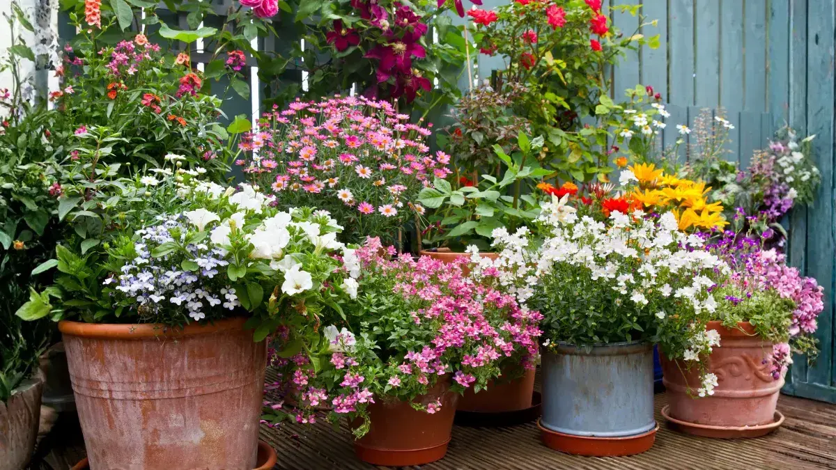 12 Flowering Plants That Bloom Across Different Seasons in India
