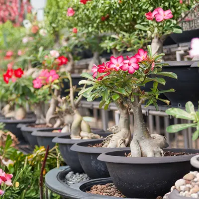 Adenium