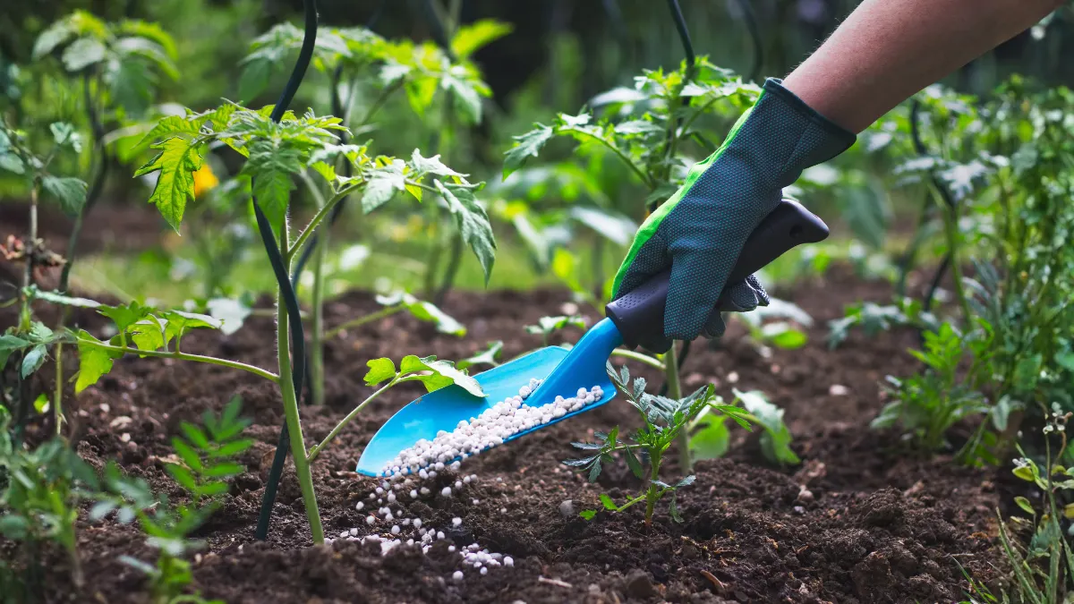 Advantages of Organic Fertilizer for Healthy Plants and Gardening