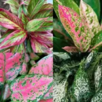 Aglaonema Combo of 4