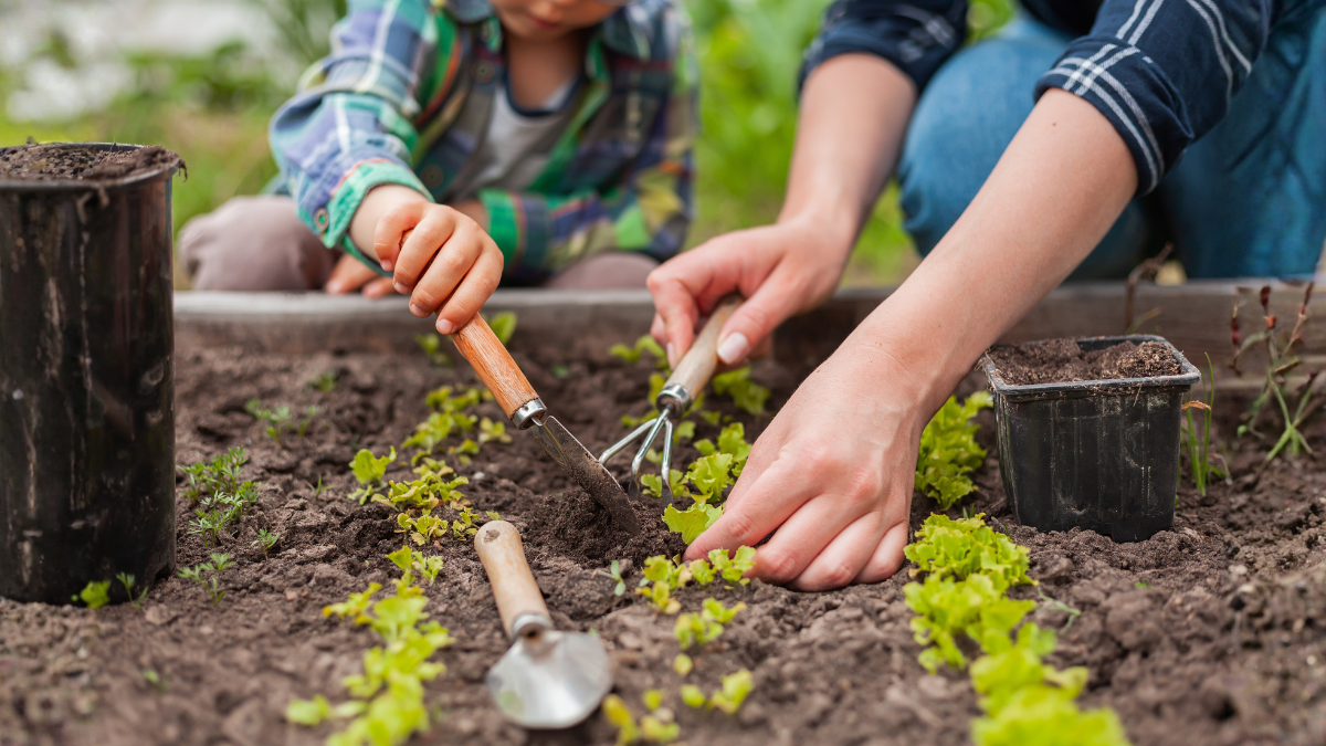 Best Gardening Tools for Easy Plant Care