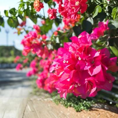 Bougainvillea