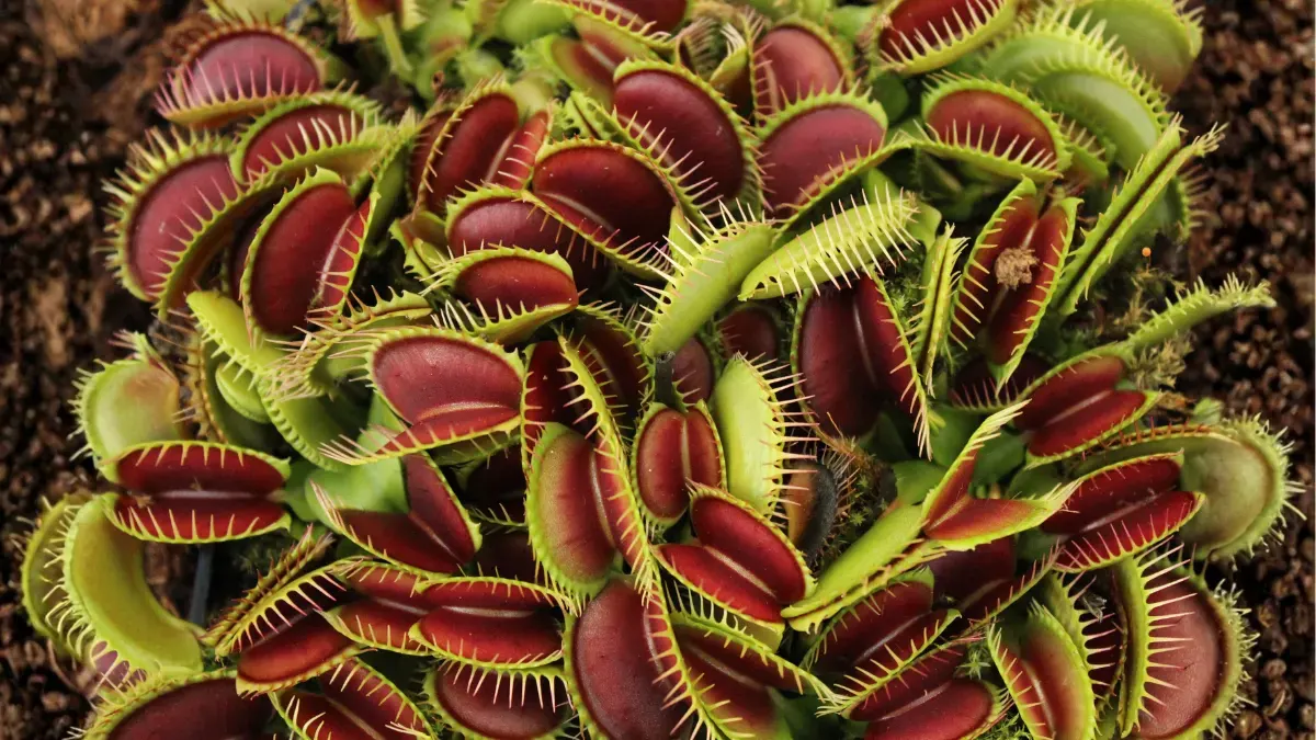 Carnivorous Plants Types, Traps & How They Catch Their Prey