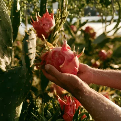 Dragon Fruit Plant