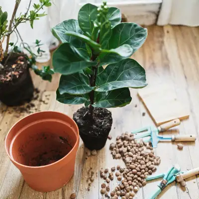Fiddle Leaf Fig Plant In Pots