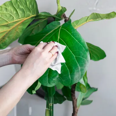 Fiddle Leaf Fig