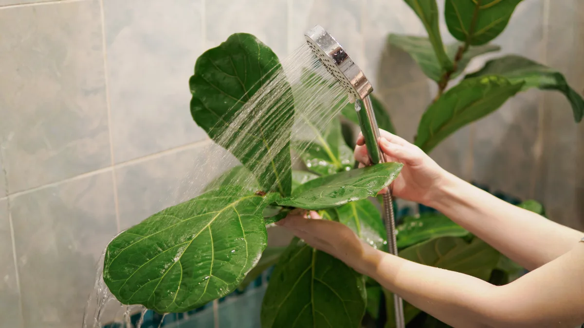 Fiddle Leaf Fig Care Made Easy A Complete Guide to Healthy Growth