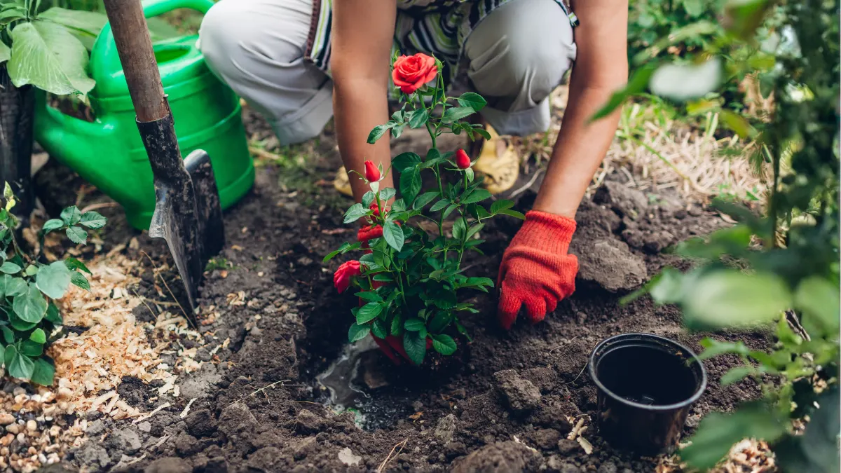 How to Grow Roses at Home A Simple Step-by-Step Guide