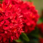 Ixora Plant / Jungle Flame