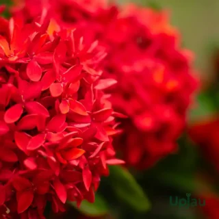 Ixora Red plant