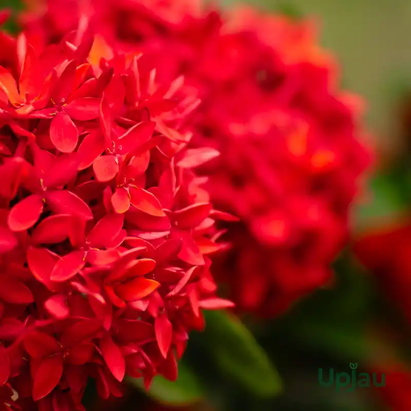 Ixora Red plant