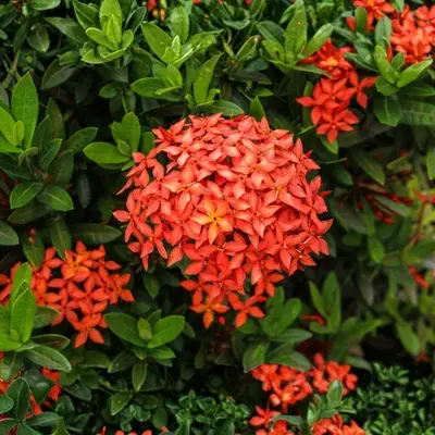Ixora