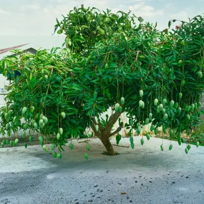 Mango Plant