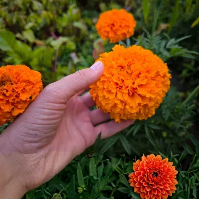 Marigold 1