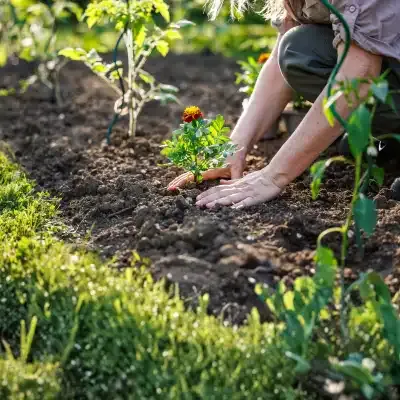 Marigold Sowing