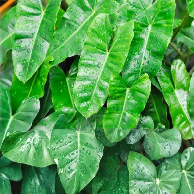Philodendron Burle Marxii / Burle Marx