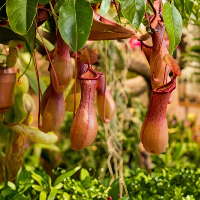 Pitcher Plant
