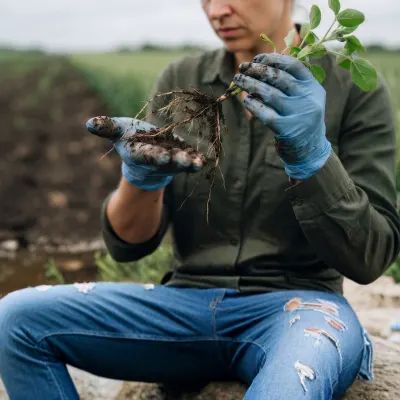 Plant Roots
