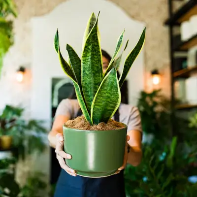 Snake Plant