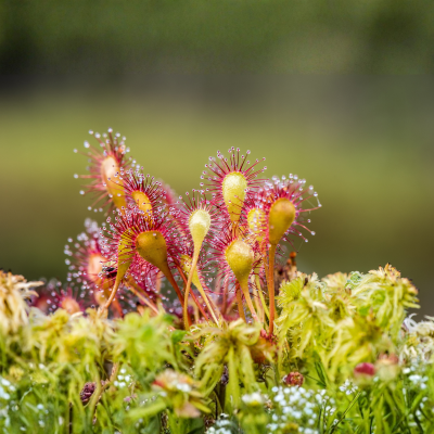 Sundew Plant