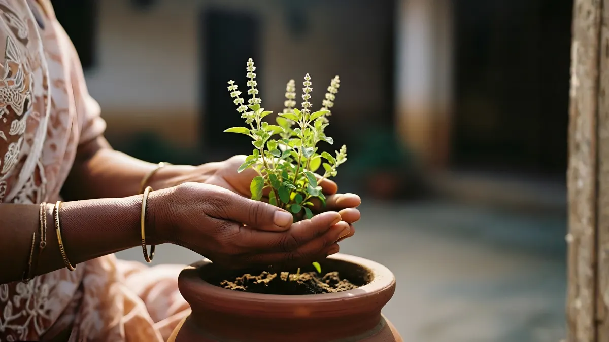 The Importance of Tulsi Spiritual Significance & Health Benefits